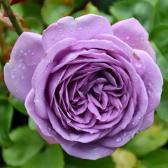 Kinda Blue Rose Plant｜微蓝 image 2