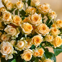 Champagne Rokoko Rose Plant|香槟洛可可 image 2