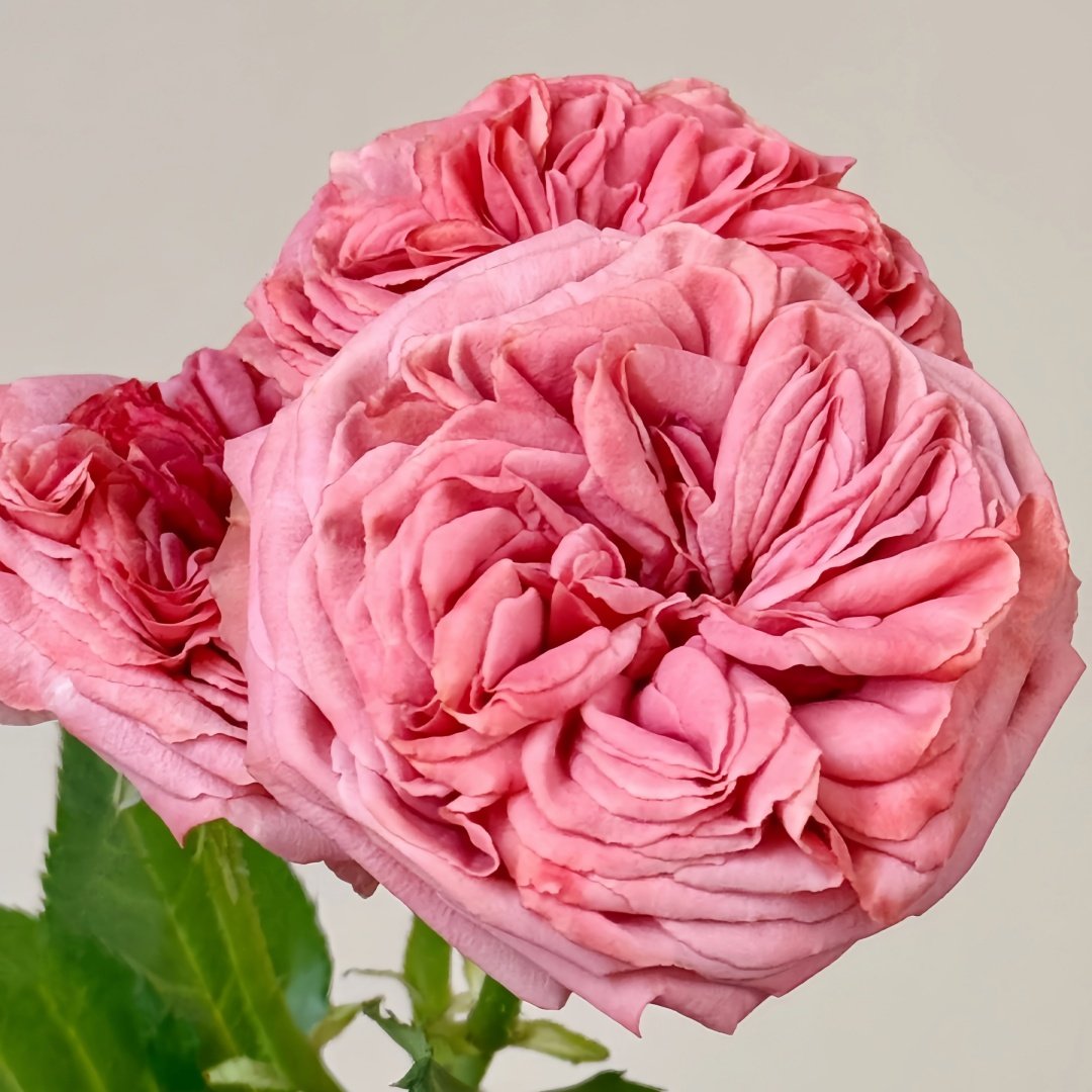 Bella Trendsetter Rose Plant｜潮流贝拉 image 2