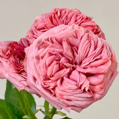 Bella Trendsetter Rose Plant｜潮流贝拉 image 2