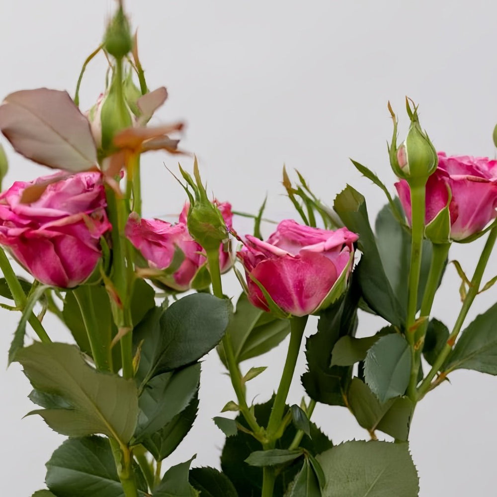 Purple Queen Rose Plant|紫色皇后 image 3
