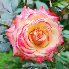Memphis Rose Plant|梦菲斯 image 0