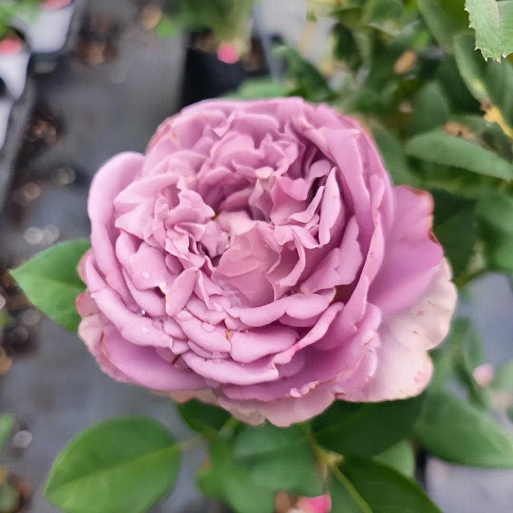 Amethyst Rose Plant｜紫龙晶 image 3