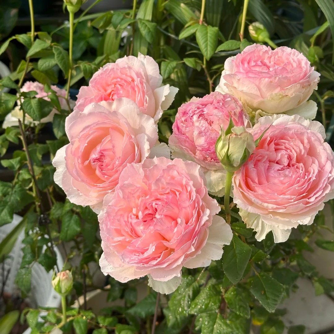 M-Perzik Rose Plant｜佩尔朱克 image 5