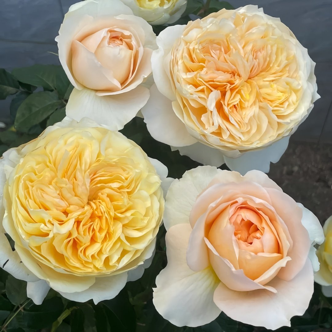 Effie Rose Plant｜艾菲玫瑰 image 7