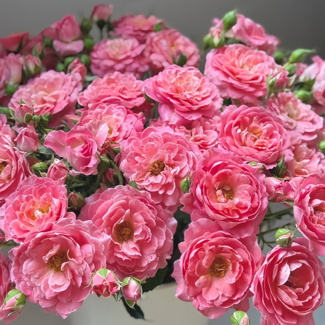 Fragrance King Terrazza Rose Plant｜芳香王阳台 image 4