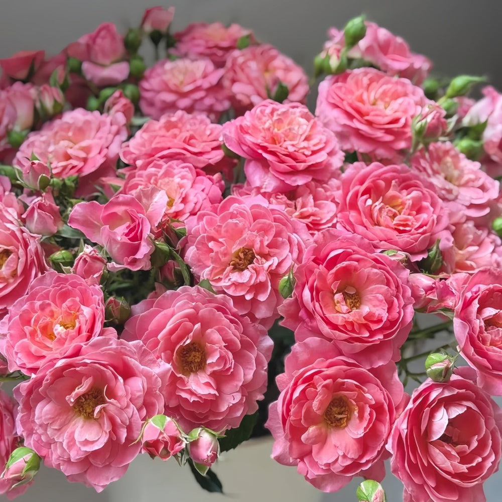 Fragrance King Terrazza Rose Plant｜芳香王阳台 image 4