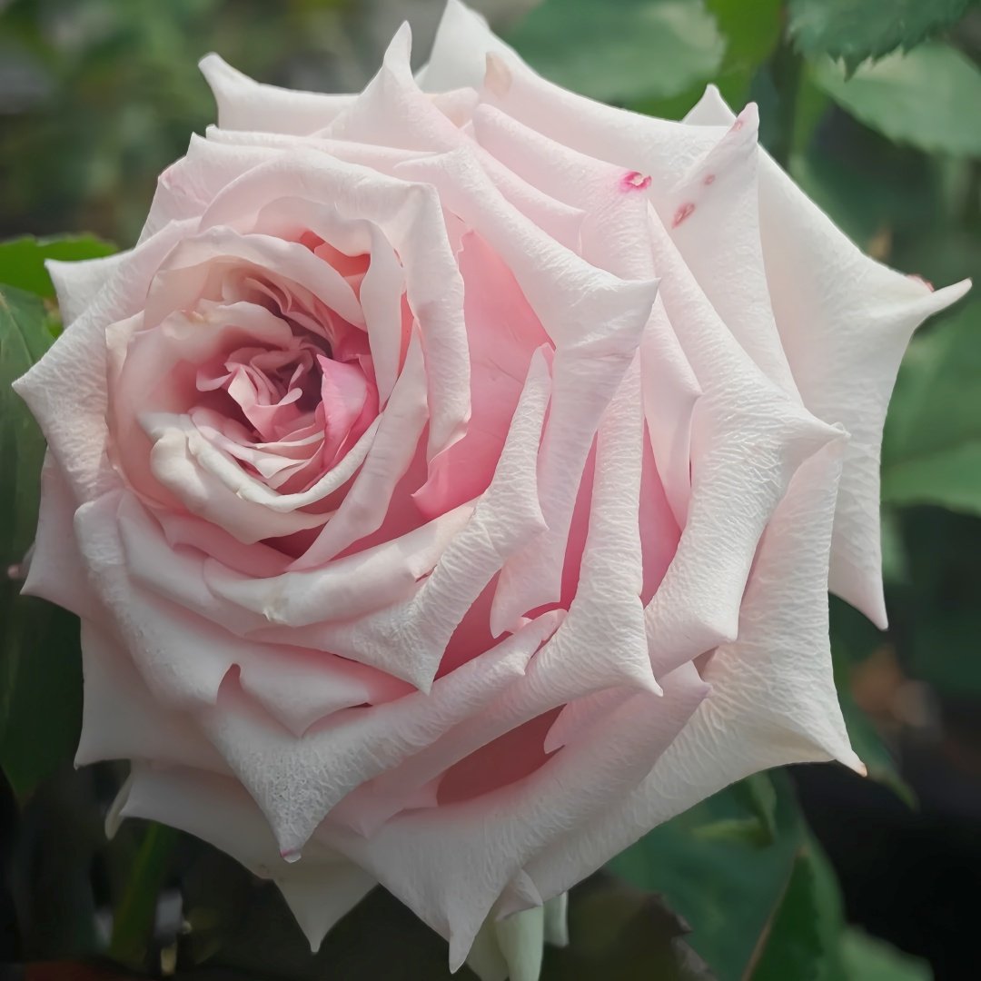 Lady Raphaela Rose Plant｜珍珠项链 image 2