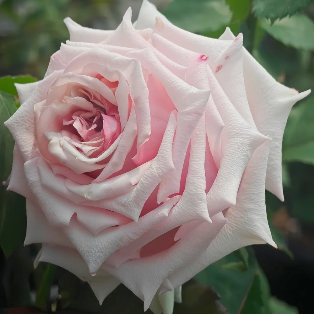 Lady Raphaela Rose Plant｜珍珠项链 image 2