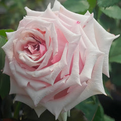Lady Raphaela Rose Plant｜珍珠项链 image 2