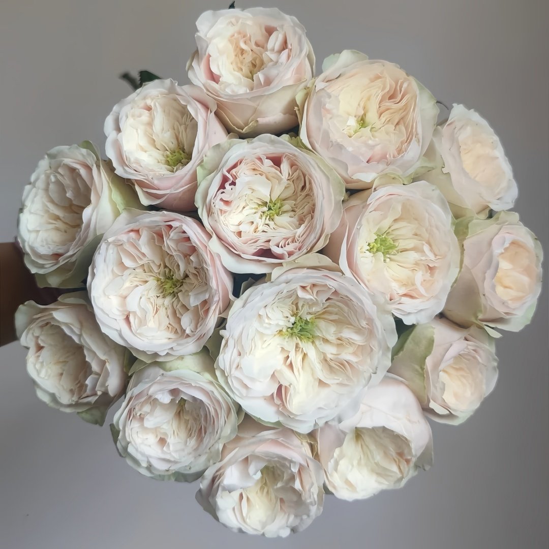 Darlington Rose Plant | 达林顿 image 5