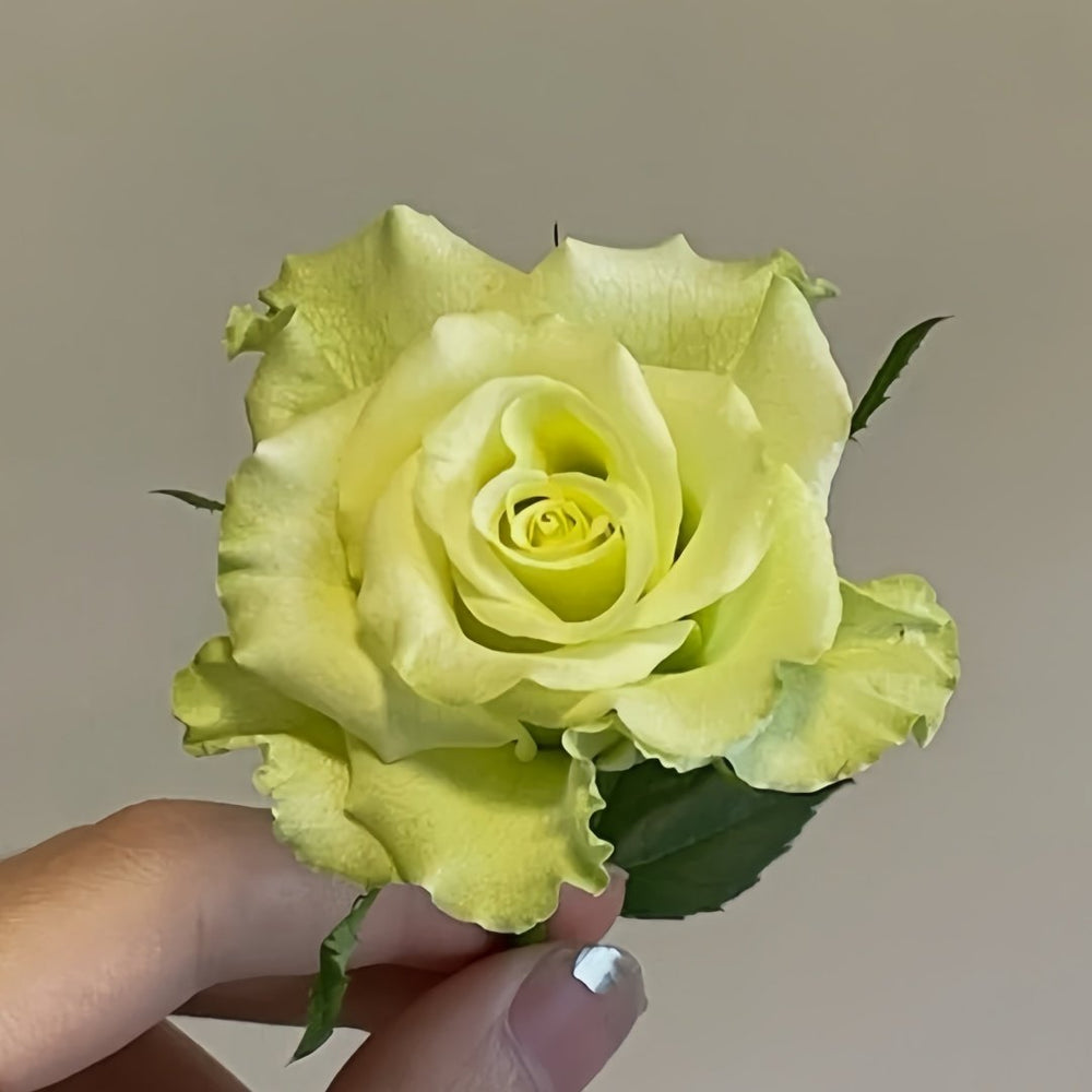 Super Green Rose Plant| 超级绿 image 1