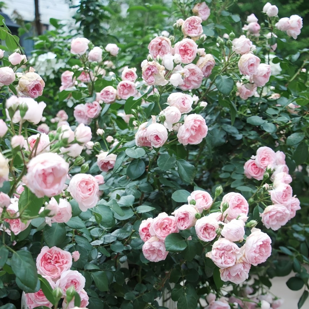 Cinderella Rose Plant|灰姑娘 image 9