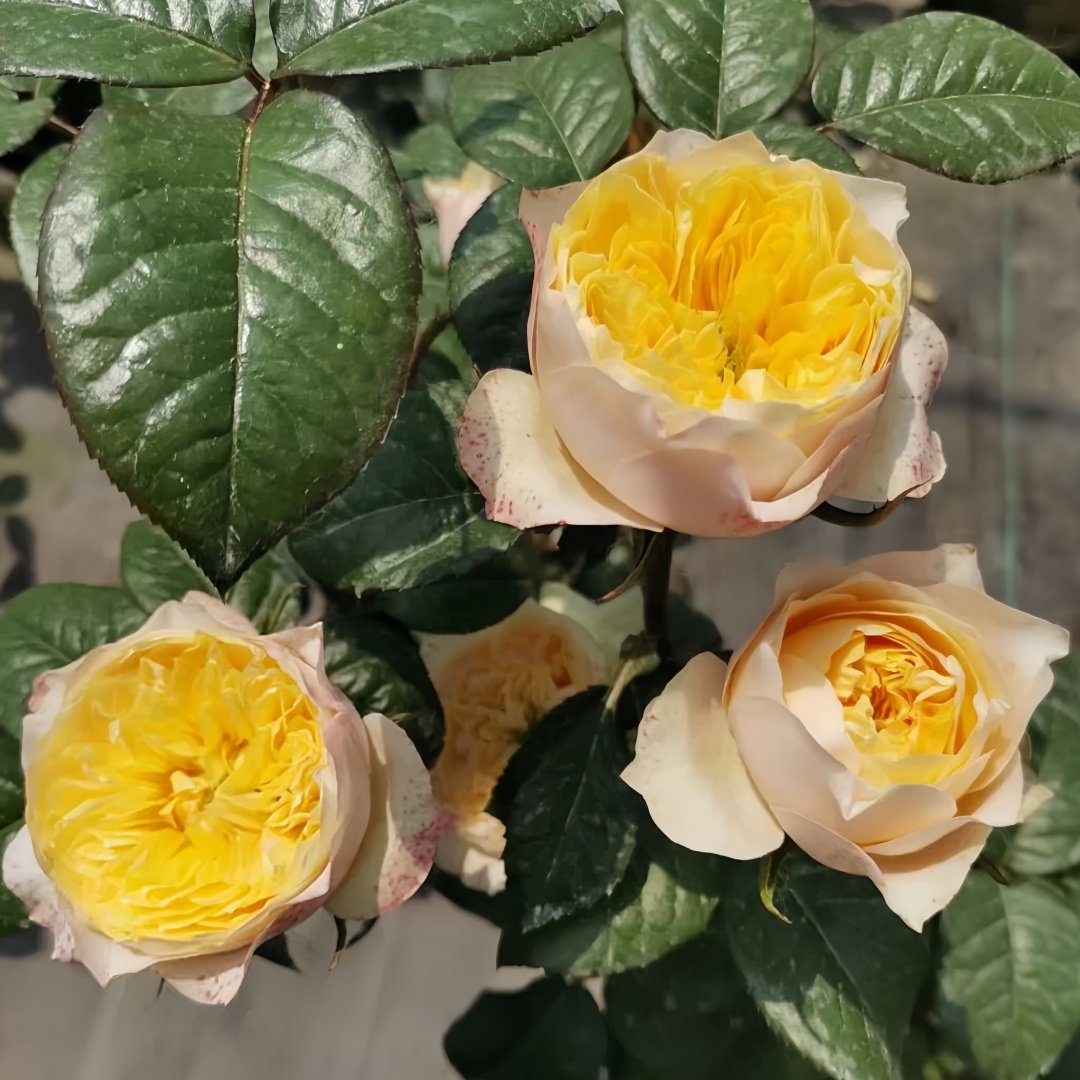 Golden Vuvuzela Rose Plant｜金色珊瑚心 image 8