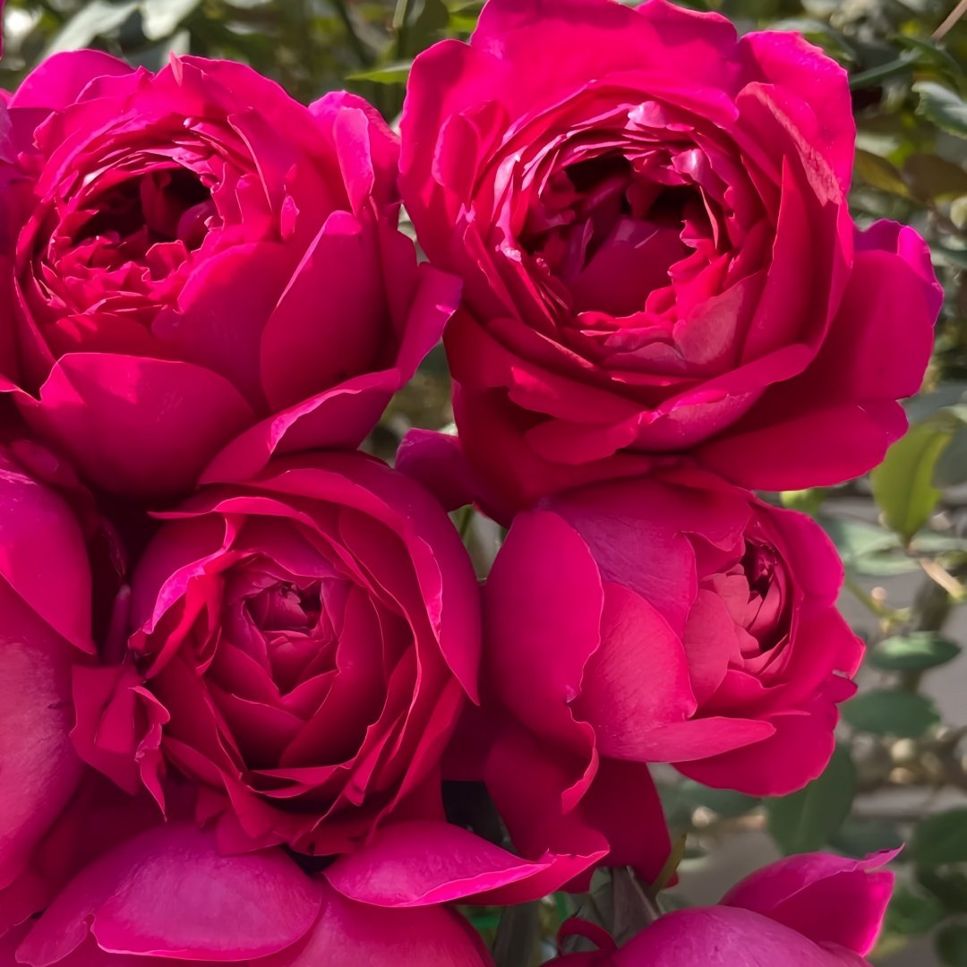 Deep impression Rose Plant|惊鸿 image 2