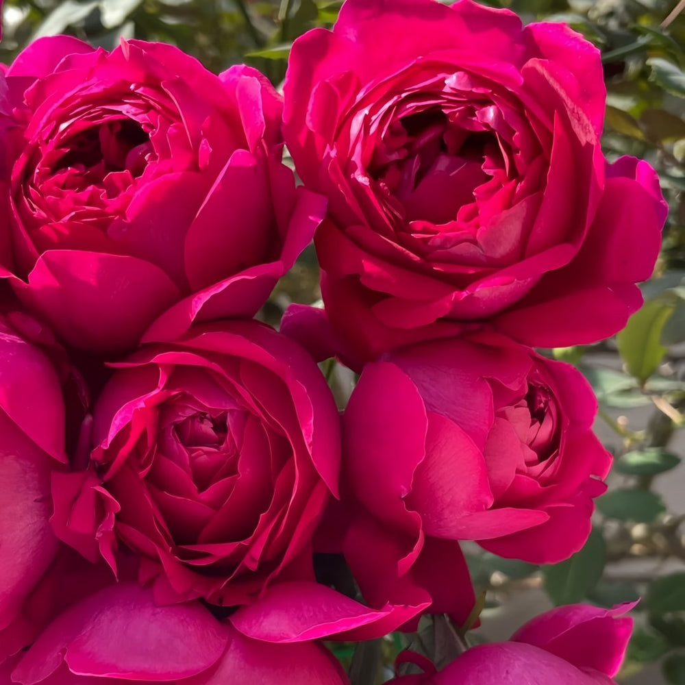 Deep impression Rose Plant|惊鸿 image 2