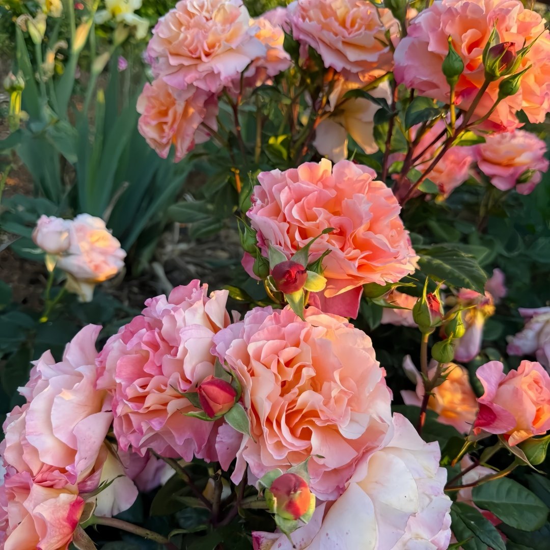 Augusta Luise Rose Plant| 奥古斯塔路易斯 image 9