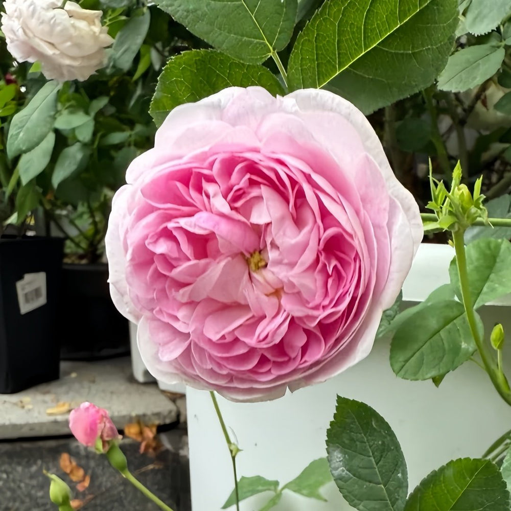 Duchesse de Montebello Rose Plant｜公爵夫人蒙特贝罗 image 7