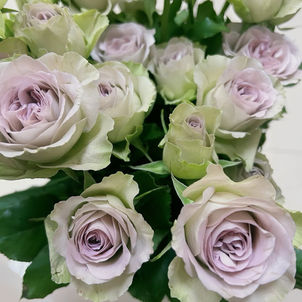 Notre Dame Rose Plant|巴黎圣母院 image 8