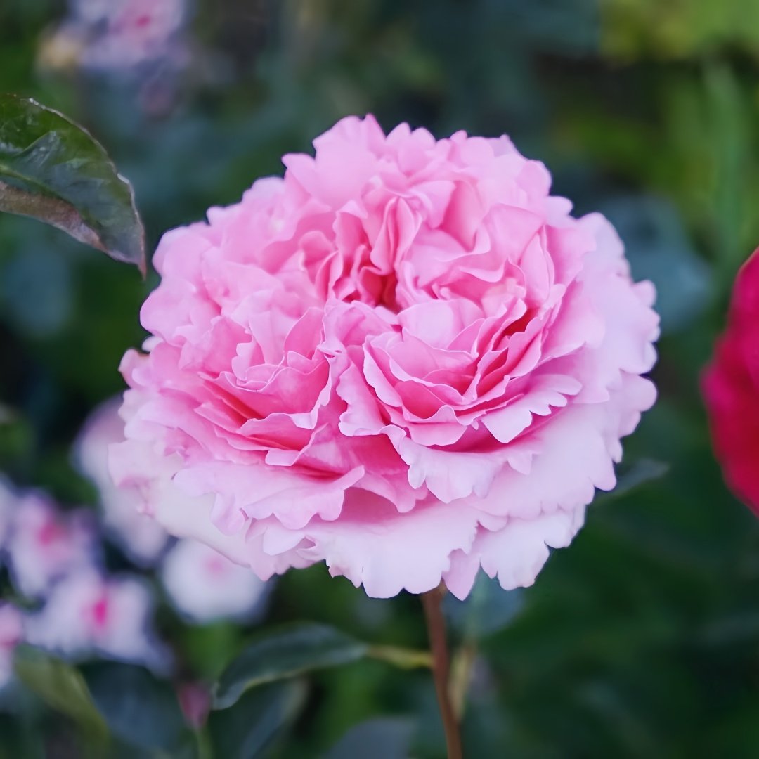 Jeanne Loriod Rose Plant｜伊芙珍妮洛德 image 2