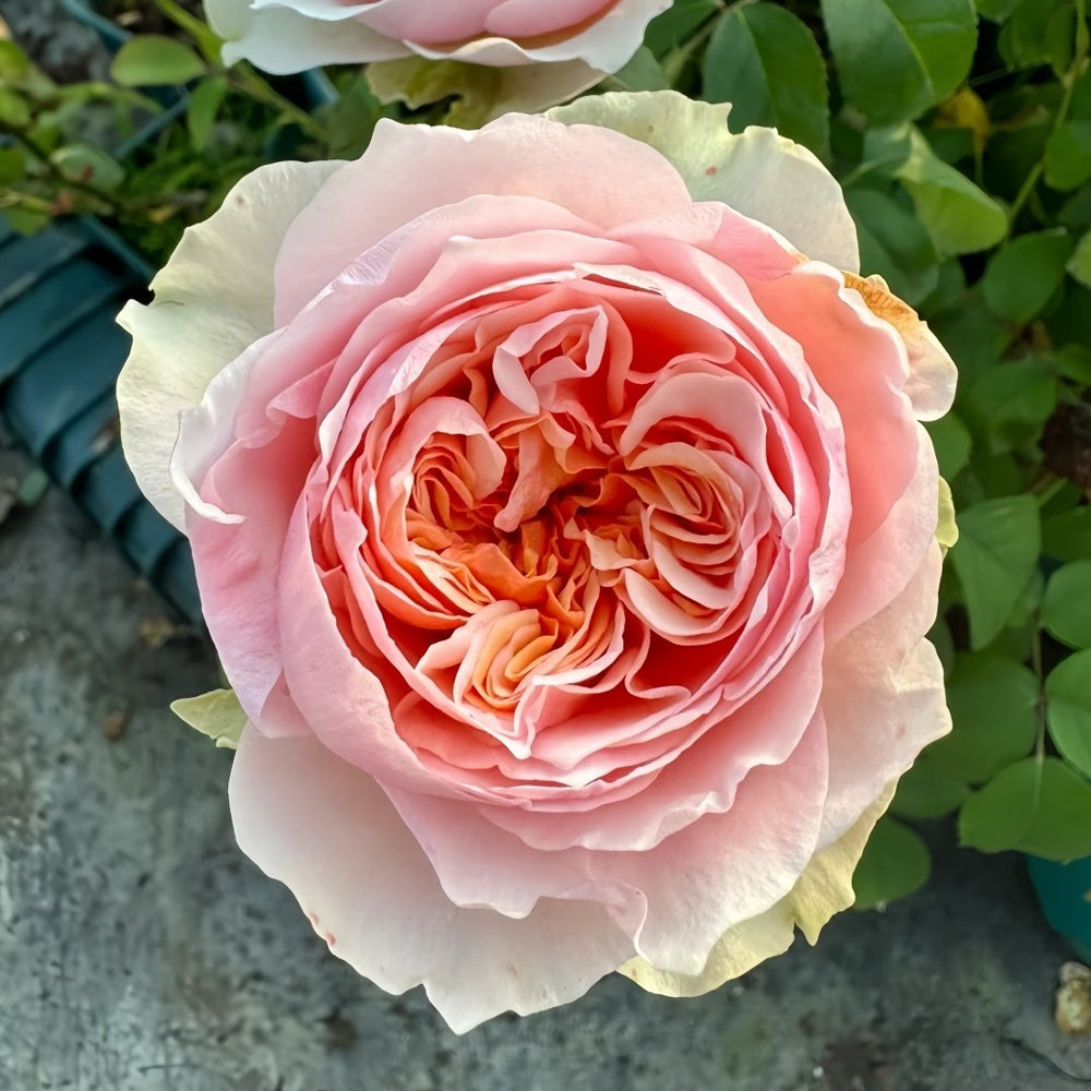 Victorian Bride Rose Plant|维多利亚新娘 image 4