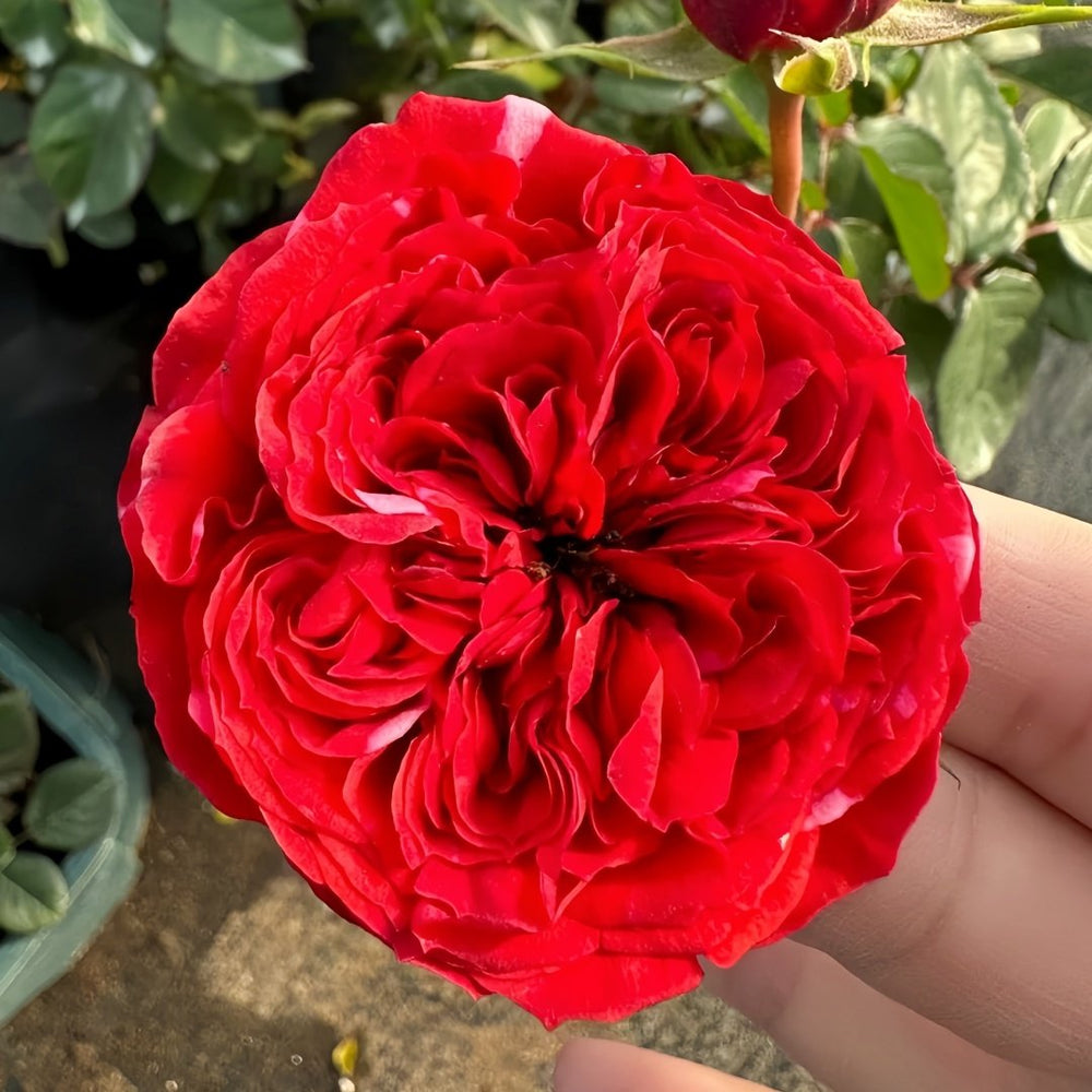 Mix Berry Rose Plant｜玫瑰浆果 image 0