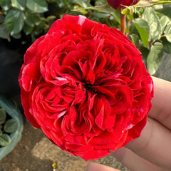 Mix Berry Rose Plant｜玫瑰浆果 image 0