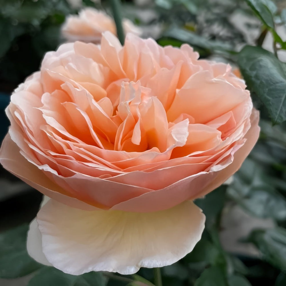 Tropicana Rose Plant|百香果 image 6