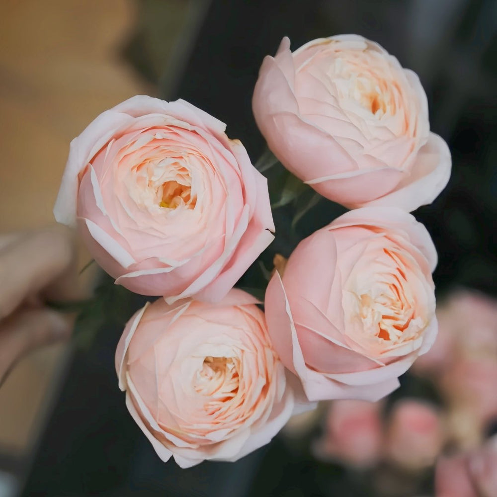 New SPS Rose Plant|柏林少女 image 2