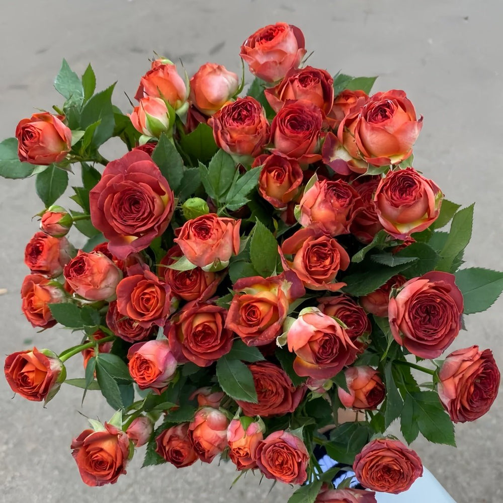 Chocolate Bubbles Rose Plant｜巧克力泡泡 image 7