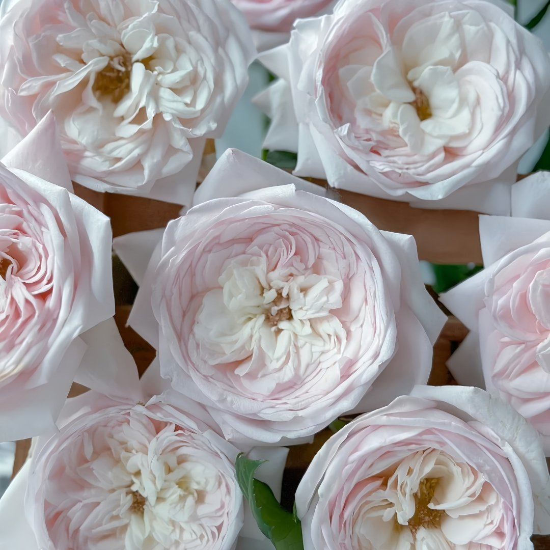 Special Bride Rose Plant｜特别新娘 image 3