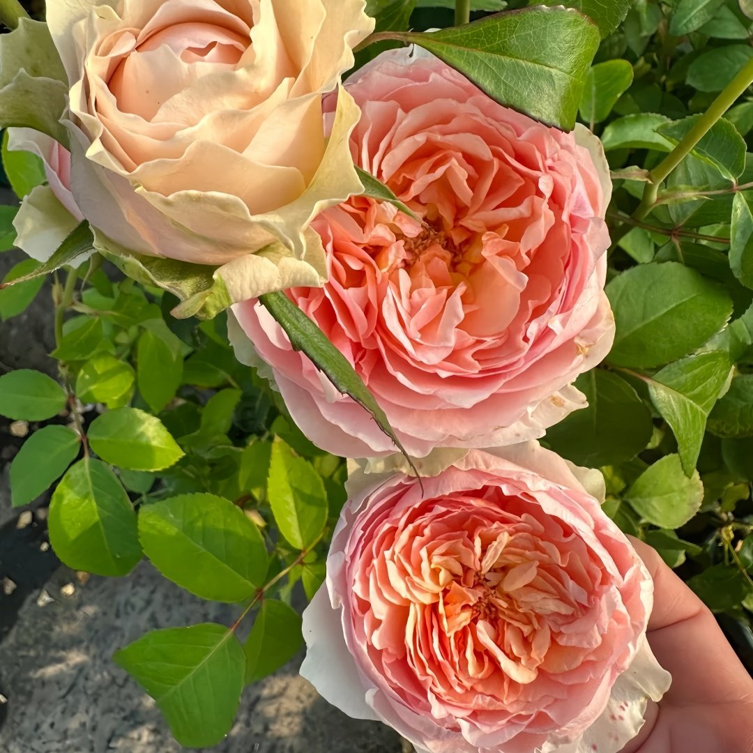 Victorian Bride Rose Plant|维多利亚新娘 image 5