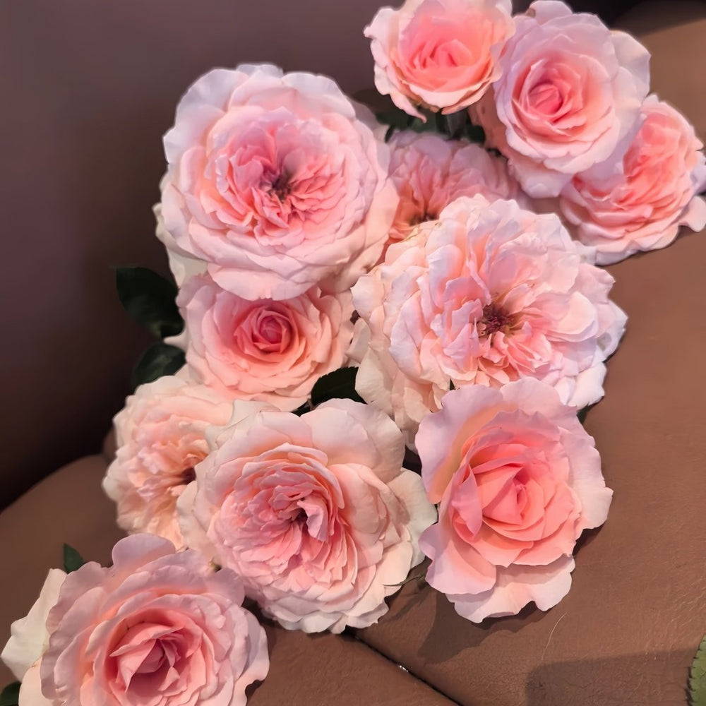 Fragonard Rose Plant | 花宫娜 image 6