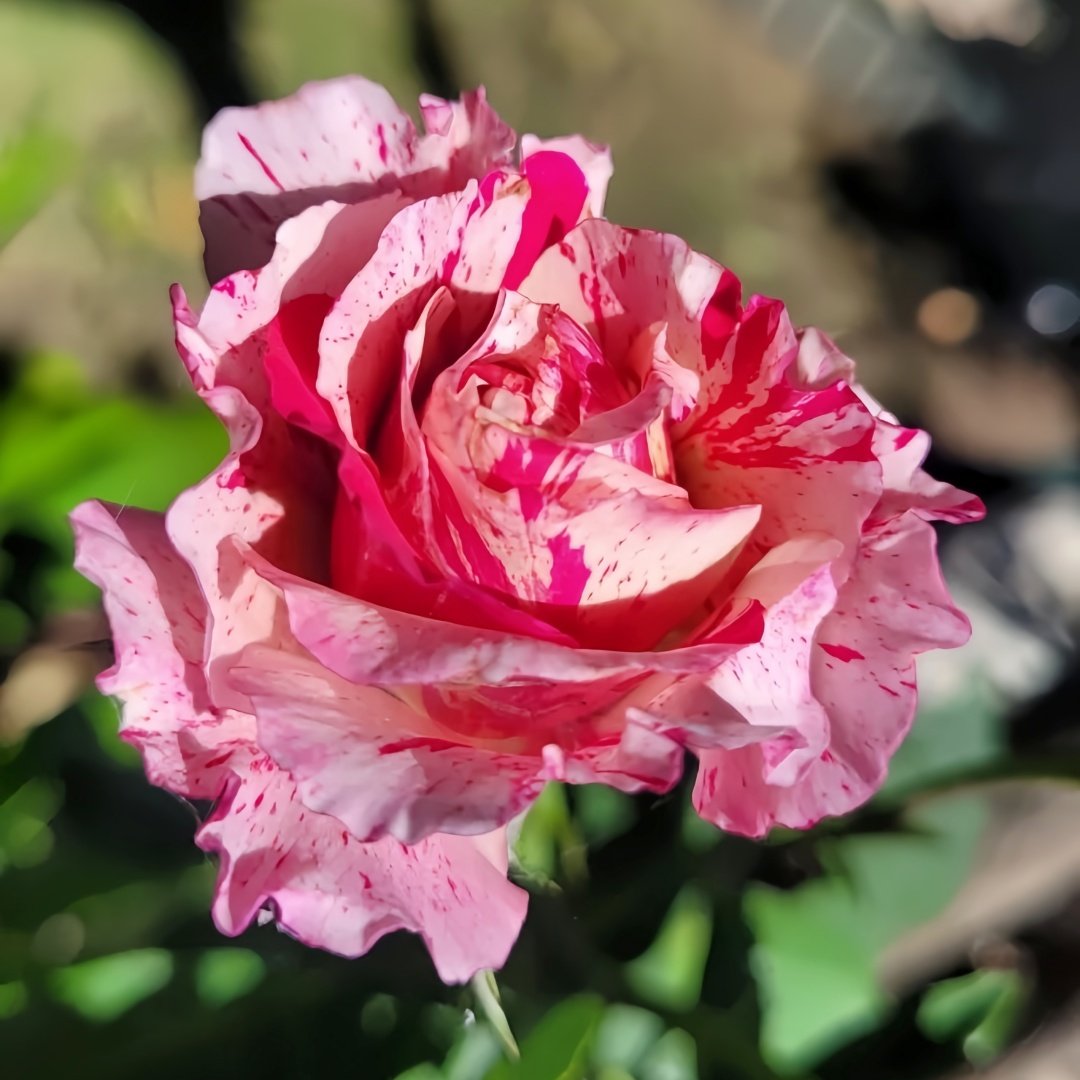 Maurice Utrillo Rose Plant｜莫里斯•尤特里罗 image 2