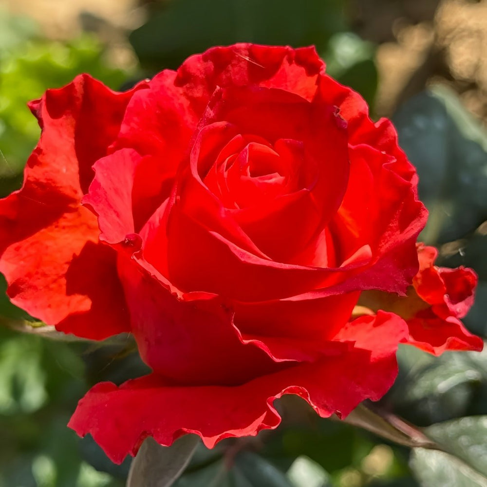 Yu Haitang Rose Plant|玉海棠 image 5