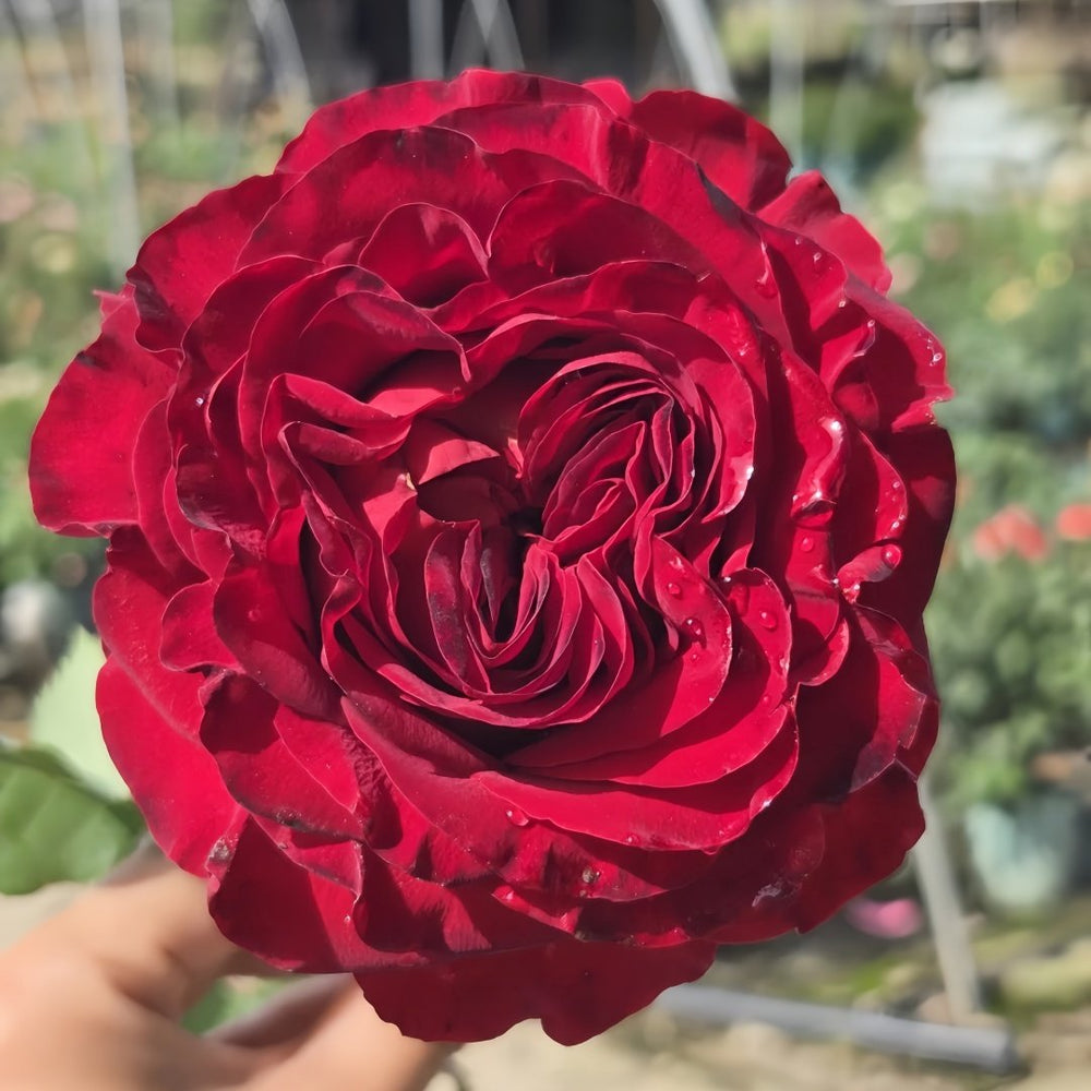 Black Pearl Rose Plant|黑珍珠 image 1