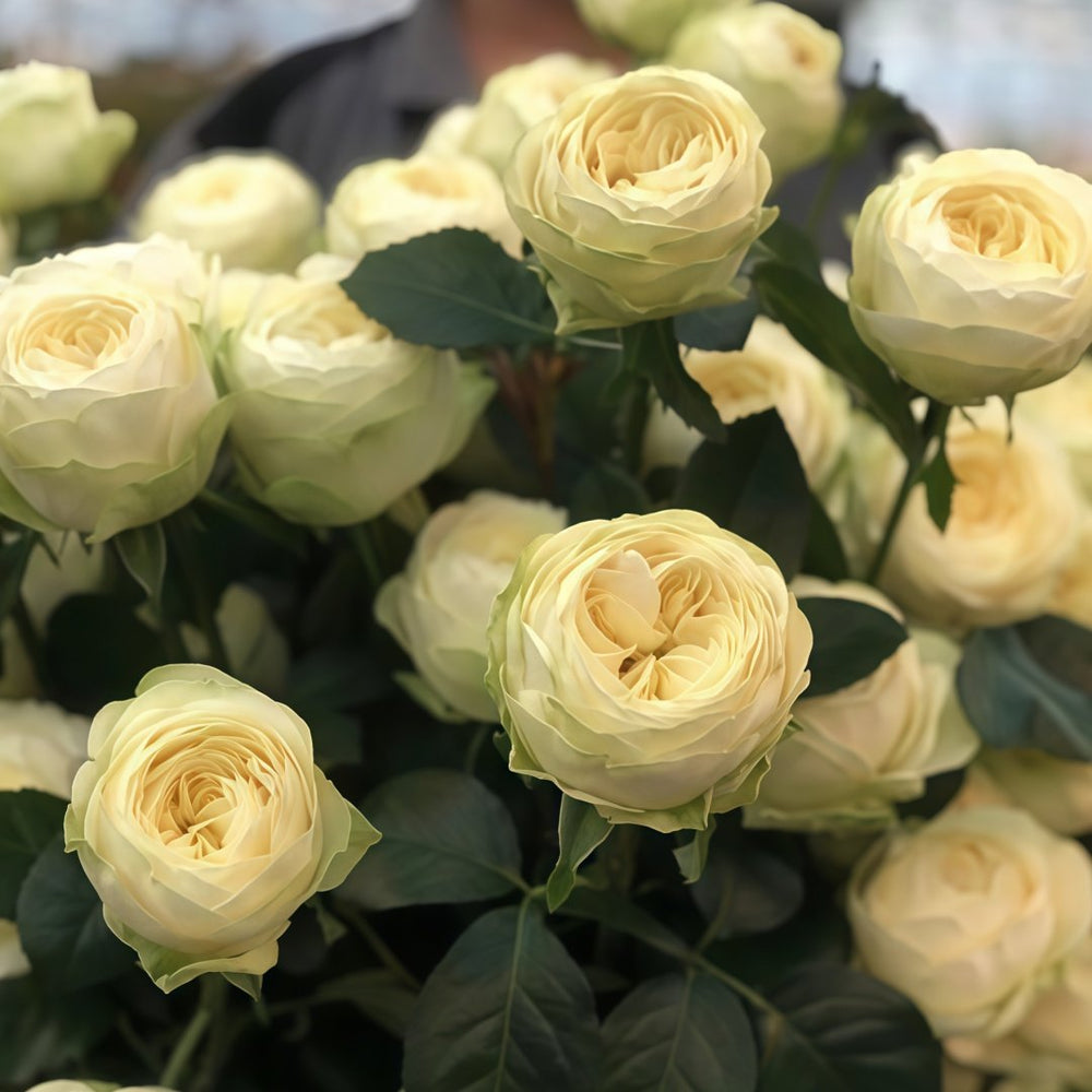 Pure blond Rose Plant｜金发碧眼 image 3