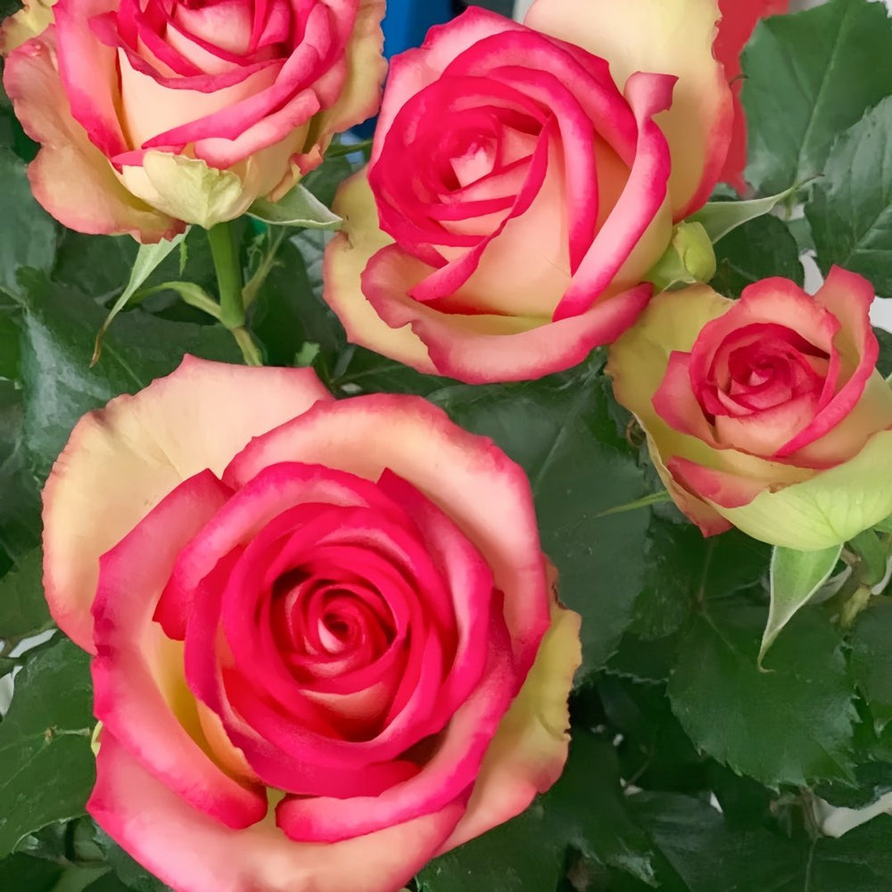 Monroe/Colour Shell Rose Plant｜梦露/彩色贝壳 image 3