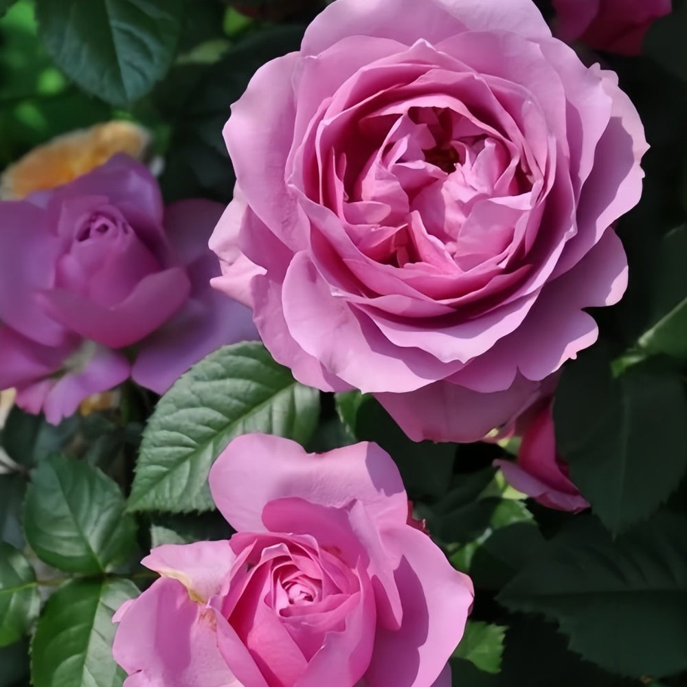 Syrinx Rose Plant|西林克斯 image 6