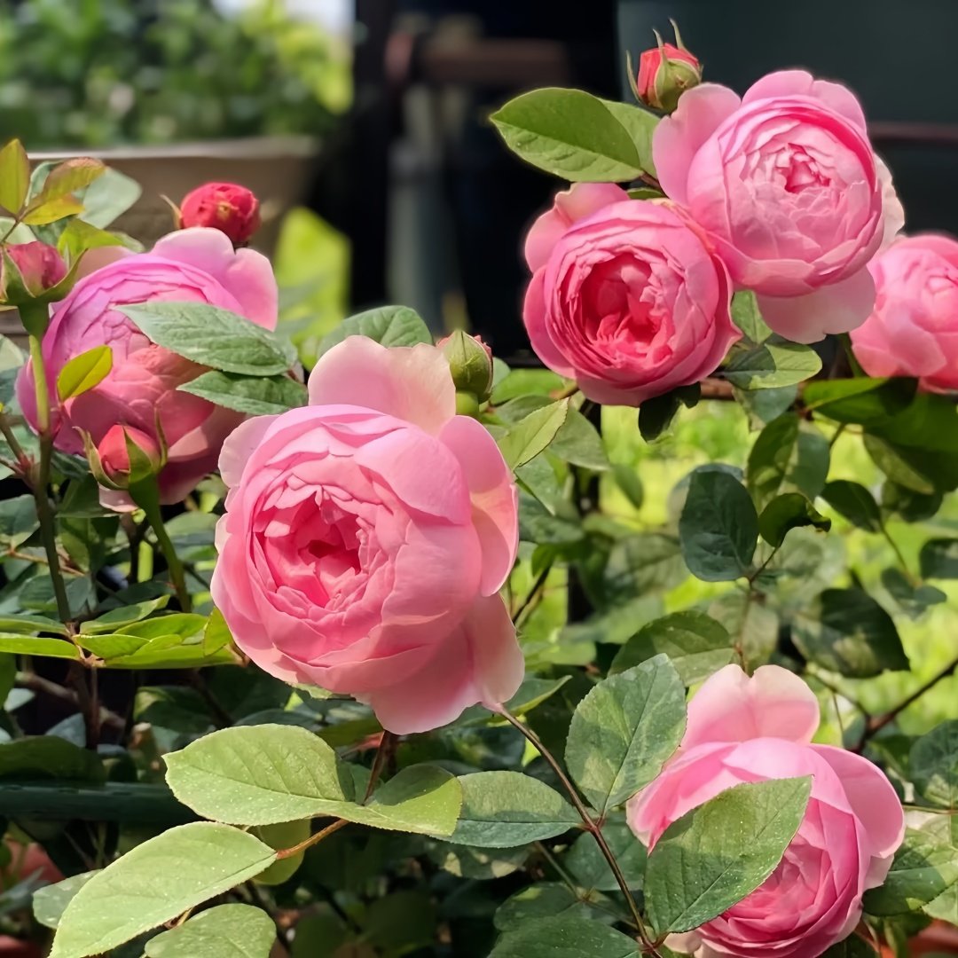 Momoka Rose Plant｜桃香 image 5