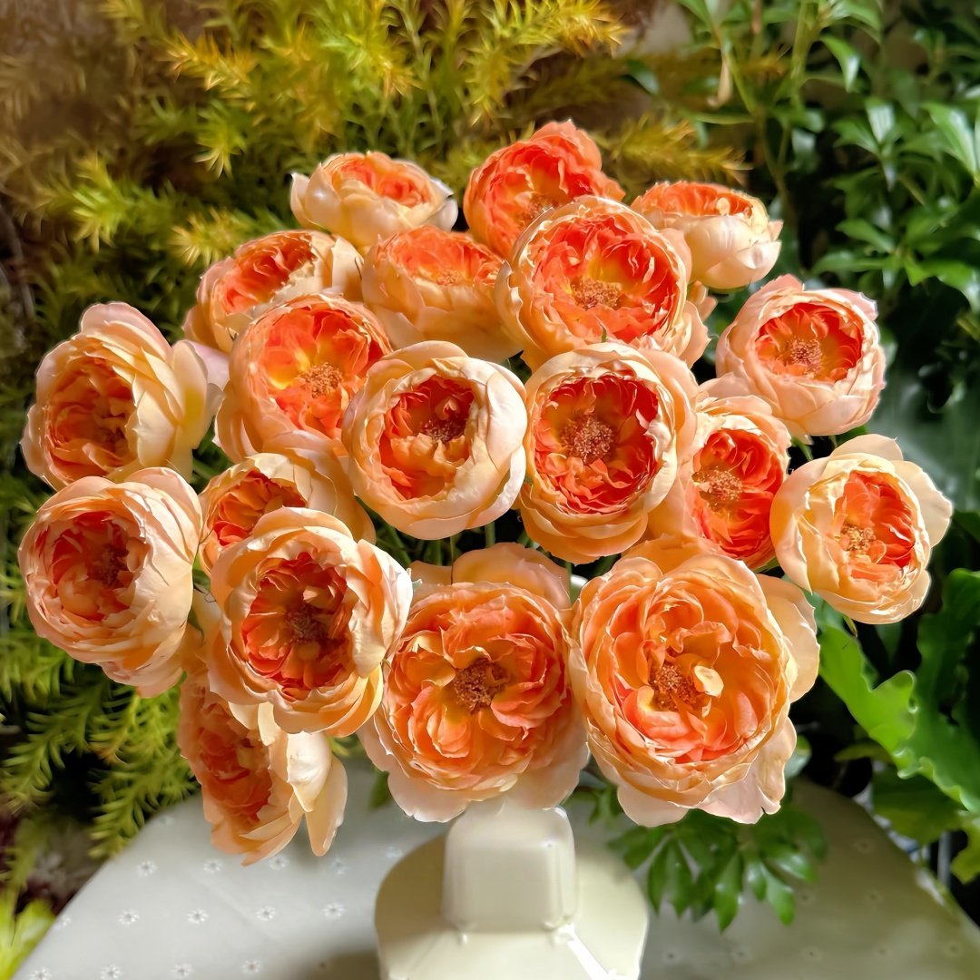 Princess Aiko Rose Plant|爱子公主 image 6