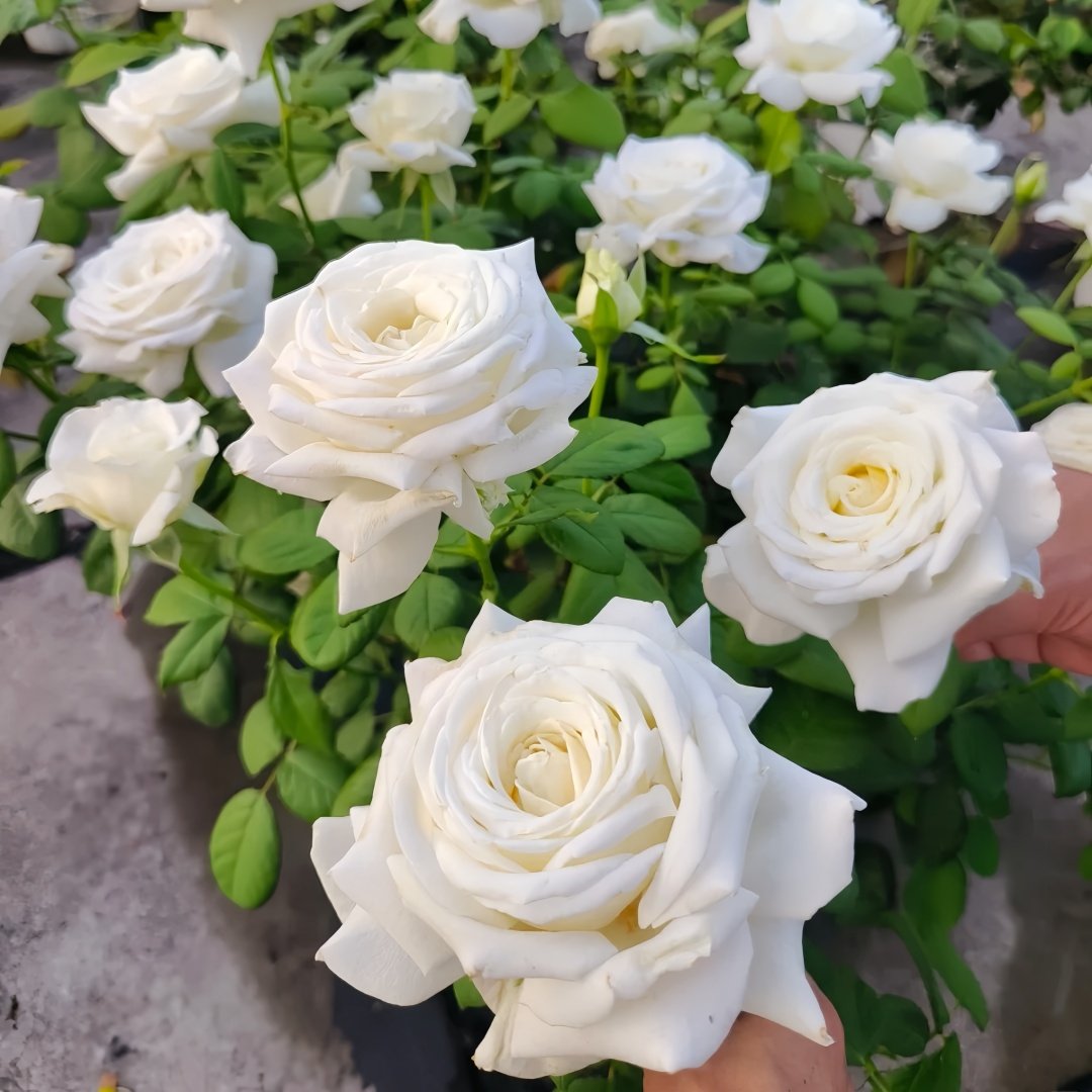 Pope John Paul II Rose Plant|保罗二世 image 9