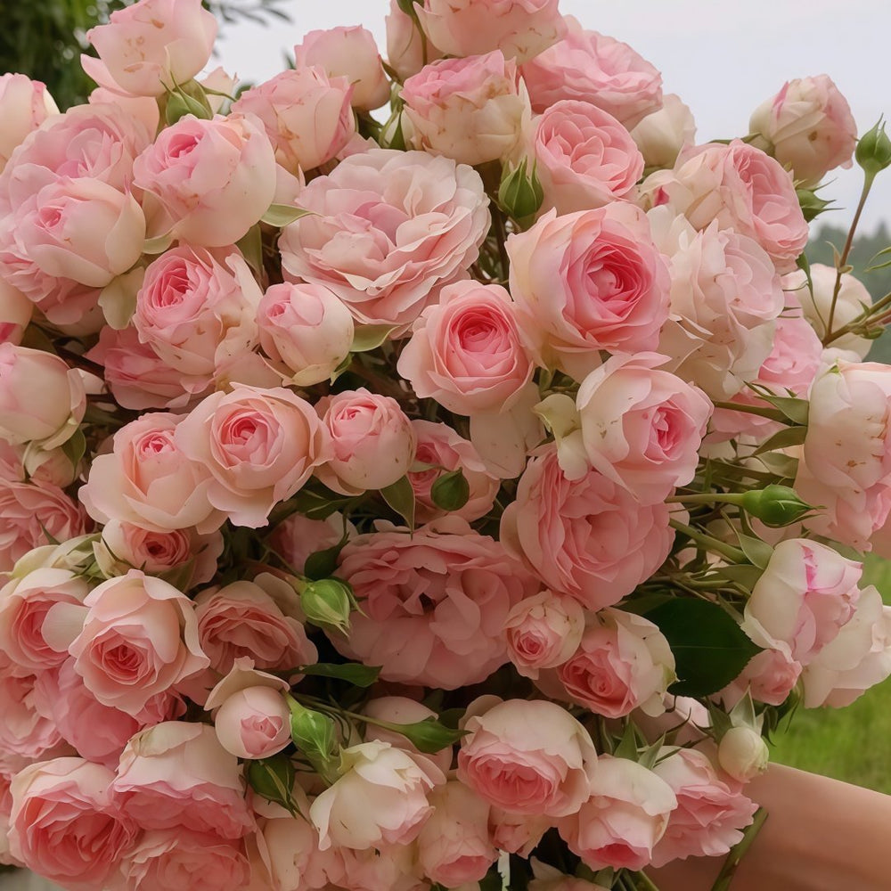 First Lady Rose Plant|第一夫人 image 8