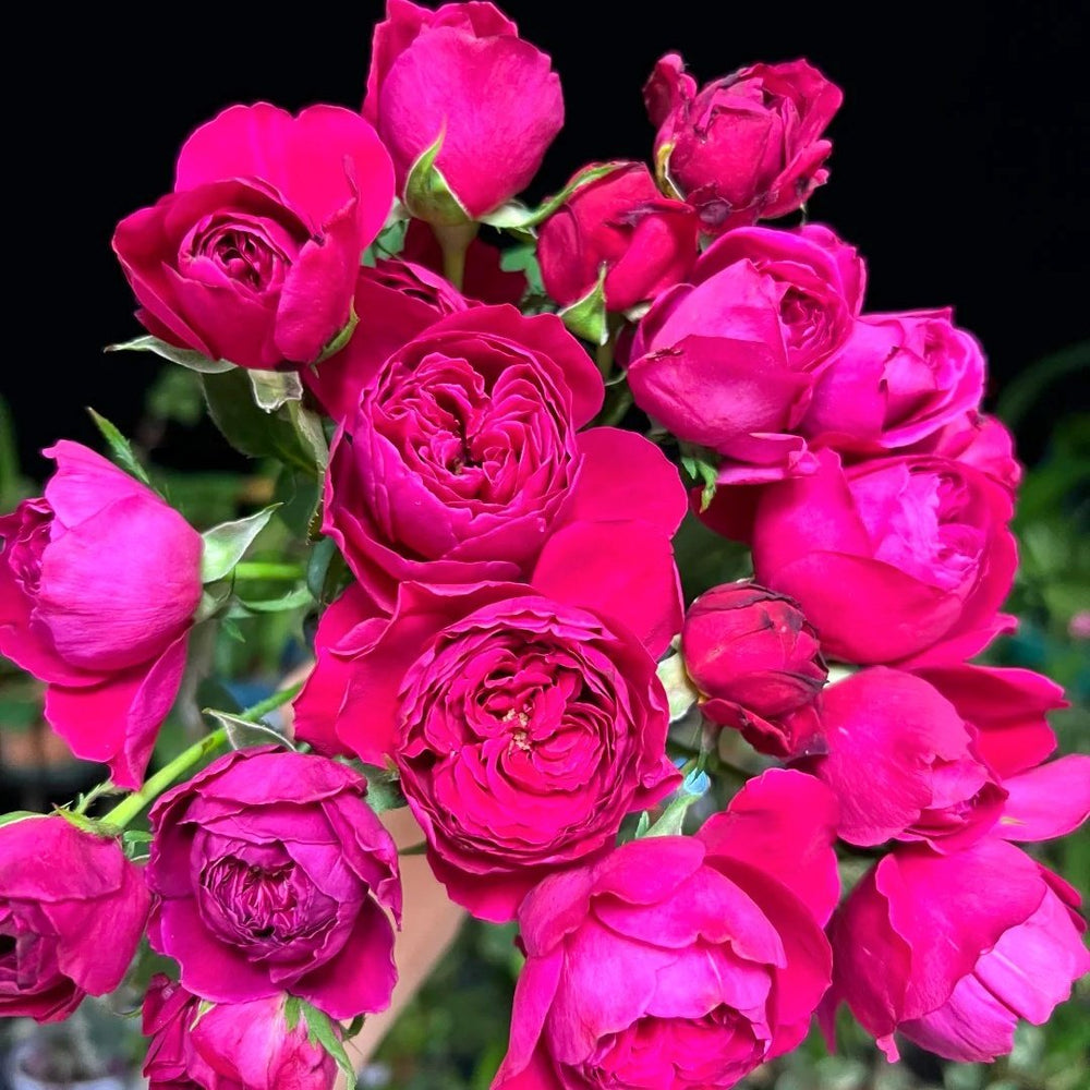 Cantina Rose Plant | 伊芙酒窖 image 9