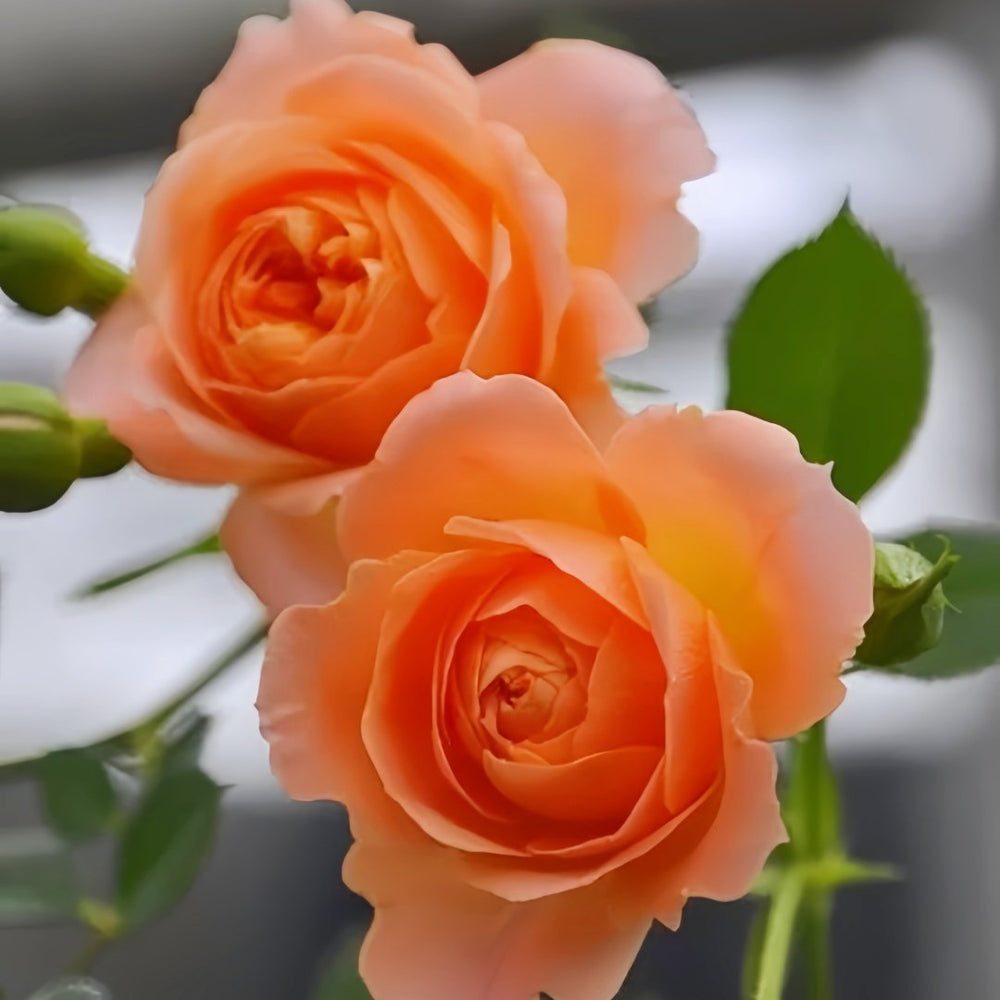 Sweet Dream Rose Plant｜甜梦 image 6