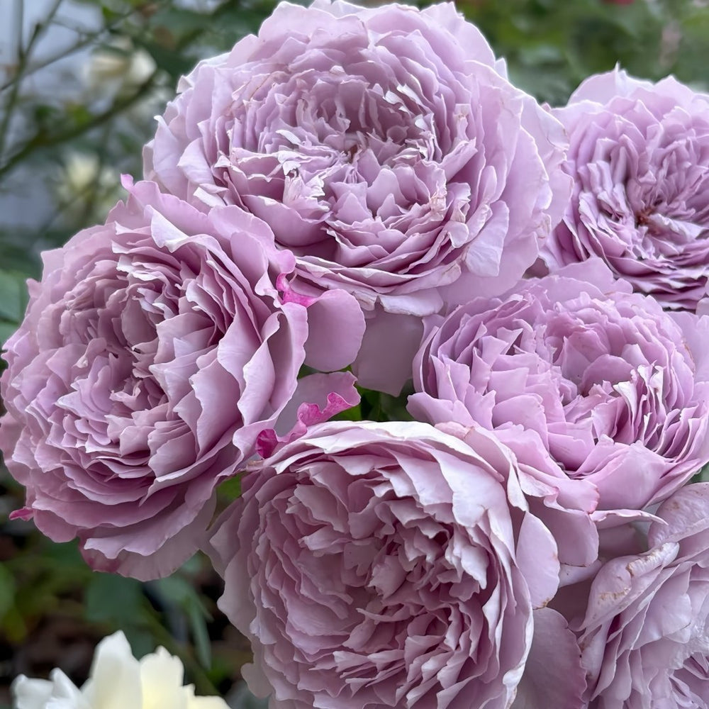 Lansiqiu Rose Plant｜蓝丝球 image 5