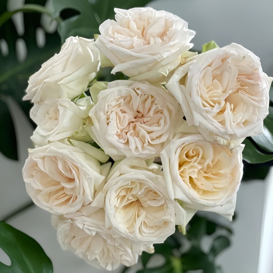 White O′Hara Rose Plant｜白哈娜 image 2
