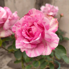 Yves Splash Rose Plant | 伊芙飞溅 image 1