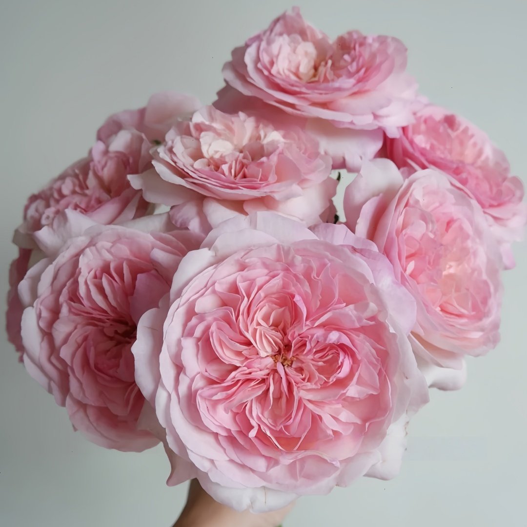 Pink Fragrance Rose Plant|五号香水/粉色香水 image 0