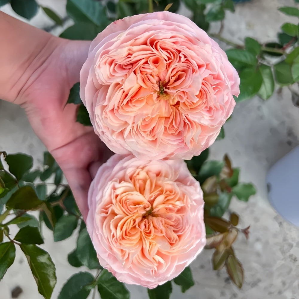 Domaine de Chantilly Rose Plant ｜玫瑰香橙 image 8